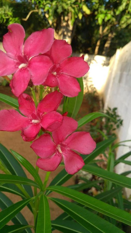 Umaya Holiday Home Anuradhapura Kültér fotó
